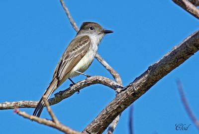 Tyran de la Sagra - La Sagra's flycatcher