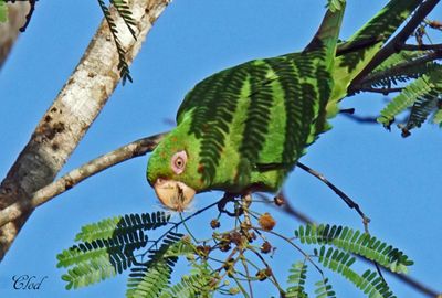 Conure de Cuba - Cuban parakeet