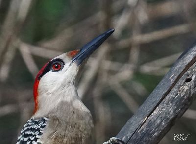Pic  sourcils noirs - West indian woodpecker