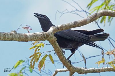 Corneille de Cuba - Cuban crow