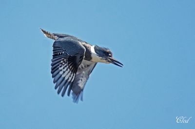Martin-pcheur d'Amrique - Belted kingfisher