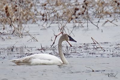 Cygne trompette - Trumpeter swan