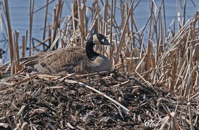 Bernache du Canada - Canada goose