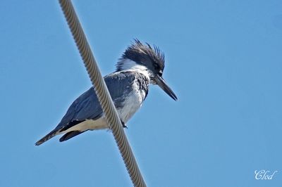 Martin-pêcheur d'Amérique - Belted kingfisher