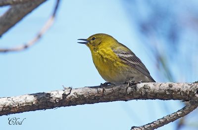 Paruline des pins - Pine warbler