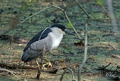 Bihoreau gris - Black-crowned Night-heron
