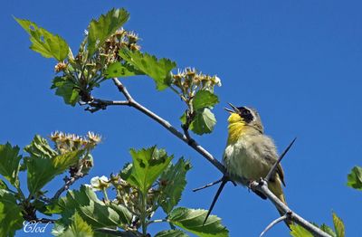 Paruline masque - Common Yellowthroat