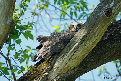Grand-duc d'Amérique - Great-horned owl