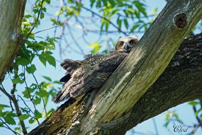 Grand-duc d'Amrique - Great-horned owl