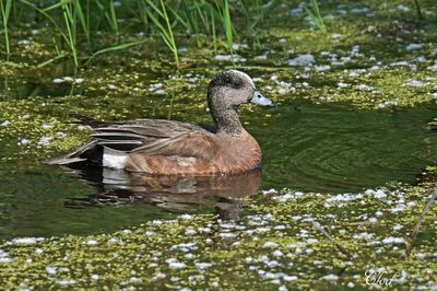Canard d'Amrique - American wigeon