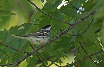 Paruline raye - Blackpoll warbler