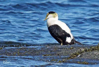 Eider à duvet - Common eider