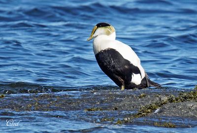 Eider  duvet - Common eider