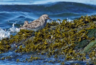 Bcasseau violet - Purple sandpiper