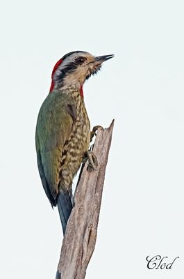 Pic poignard - Cuban green woodpecker
