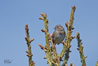 Bruant de Lincoln - Lincoln's sparrow