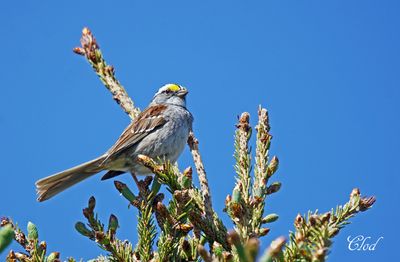 Bruant  gorge blanche - White-throated sparrow