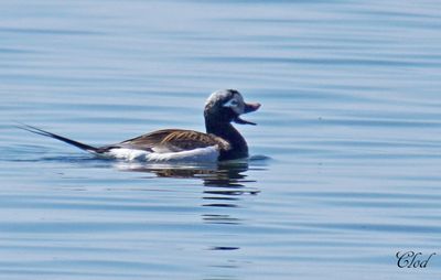 Harelde kakawi - Long-tailed duck