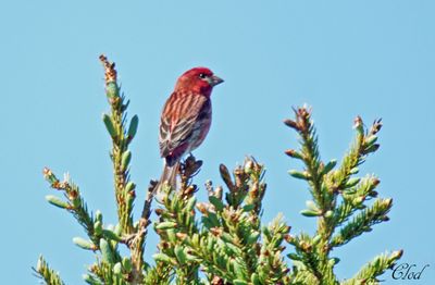 Roselin pourpr - Purple finch