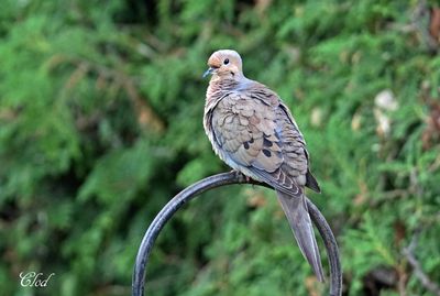 Oiseaux dans ma cour - My backyard birds