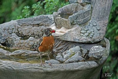 Merle d'Amrique - American robin