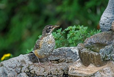 Merlot - Young robin