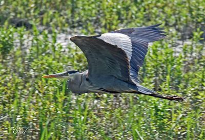Grand héron - Great blue heron
