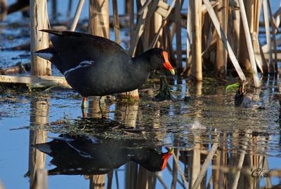 Gallinule d'Amérique - Common gallinule