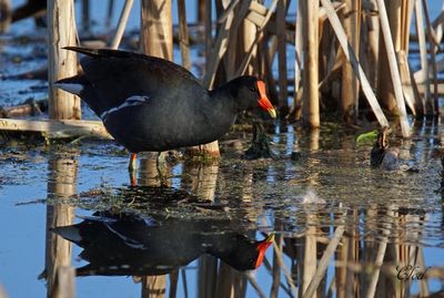 Gallinule d'Amrique - Common gallinule