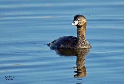 Grèbe à bec bigarré - Pied-billed grebe