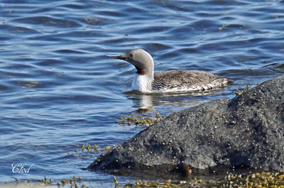 Plongeon catmarin - Red-throated loon