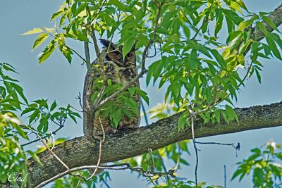 Grand-duc d'Amrique - Great-horned owl