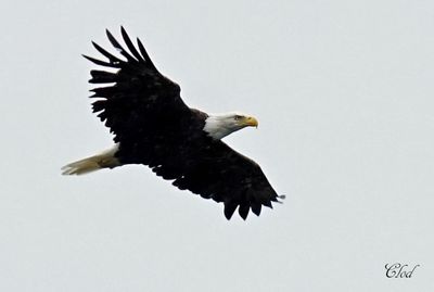 Pygargue  tte blanche - American bald eagle