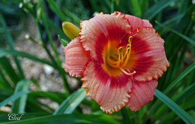 Hmrocalle - Daylily