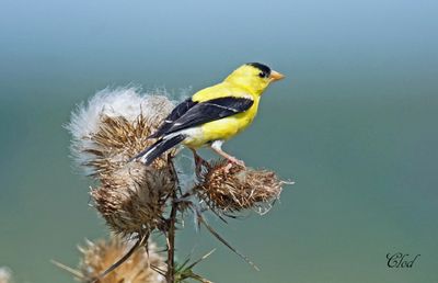 Chardonneret jaune - American goldfinch