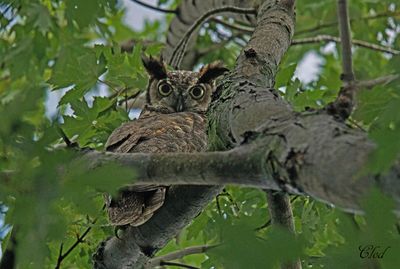 Grand-duc d'Amrique -Great horned owl