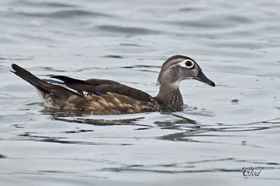 Canard branchu - Wood duck