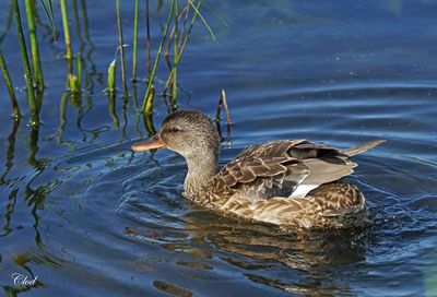 Canard chipeau - Gadwall