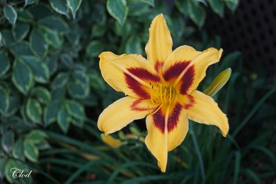 Fleurs et divers dans ma cour - Flowers and others in my backyard