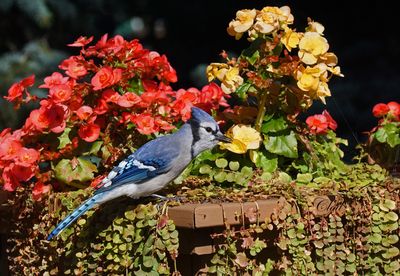 Geai bleu - Blue jay