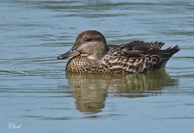 Sarcelle d'hiver - Green-winged teal