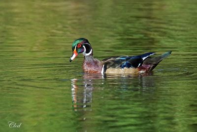 Canard branchu - Wood duck