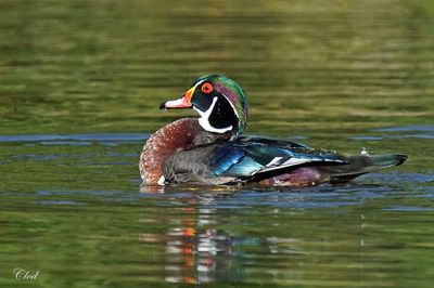 Canard branchu - Wood duck