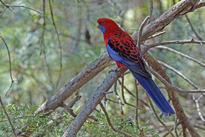 Oiseaux d'Australie - Australian birds