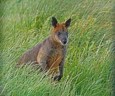 Wallaby bicolore - Swamp wallaby