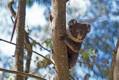 Koala (juv)