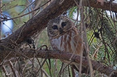 Petite nyctale - Northern Saw-whet Owl