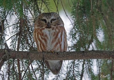 Petite nyctale - Northern Saw-whet Owl