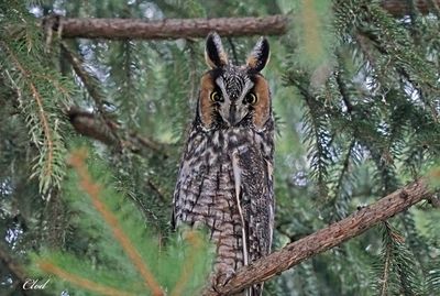 Hibou moyen-duc - Long-eared owl