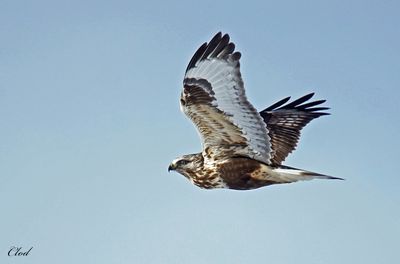 Buse pattue- Rough-legged Hawk
